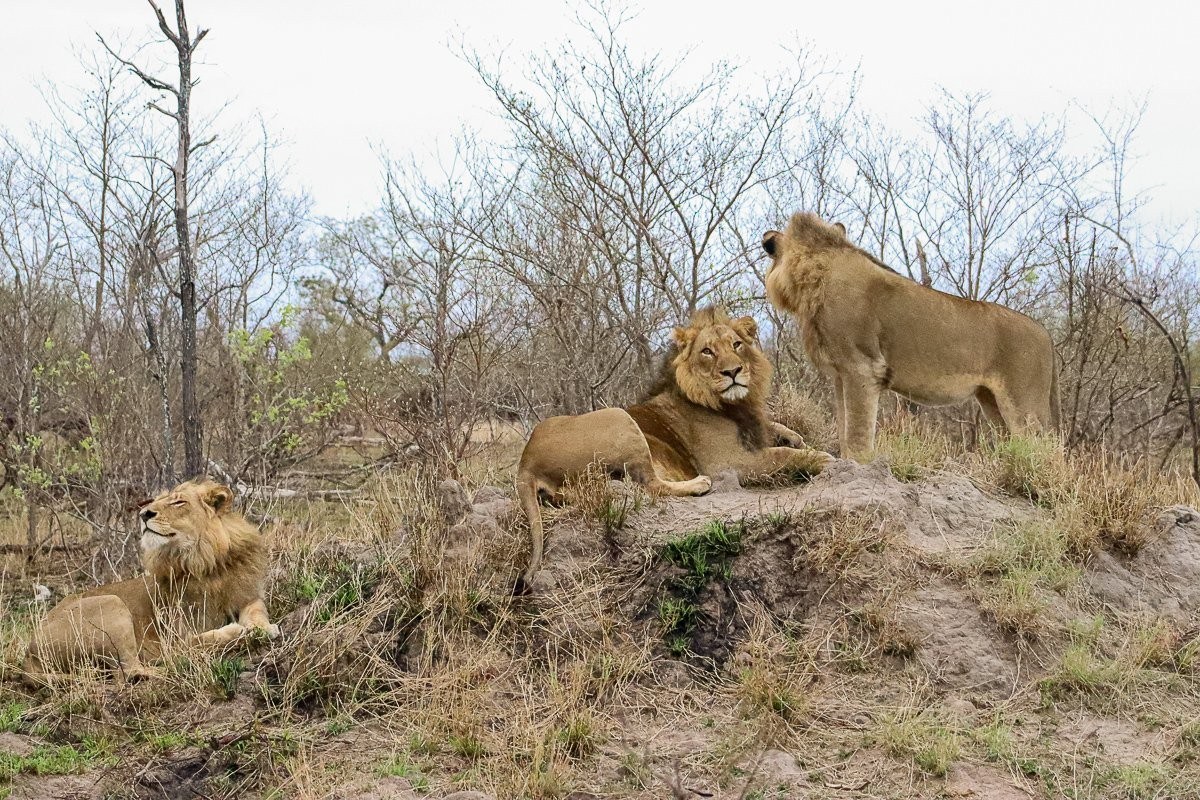 A group of male lions, known as a coalition, rests in the bush. A group of male lions, known as a coalition, rests in the bush.