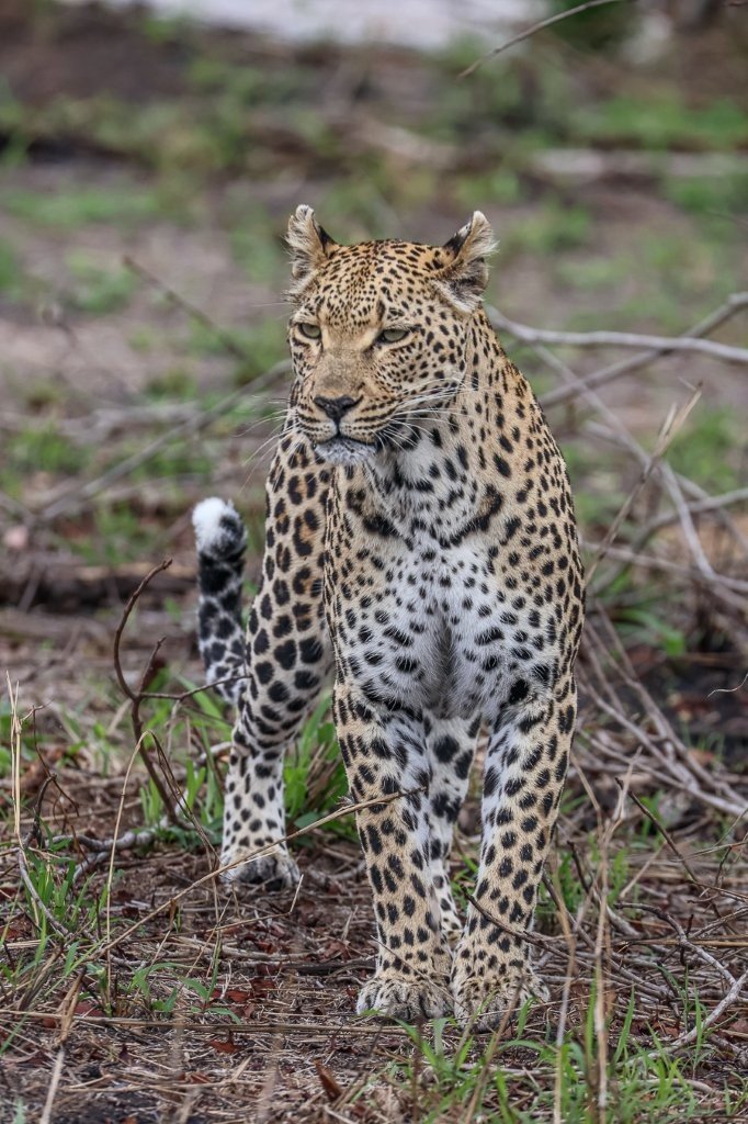 Ntsumi, a female leopard, is spotted near Sabi Sabi. 