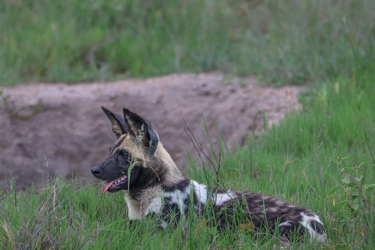 Sabi Sabi Ruan Mey Wild Dog