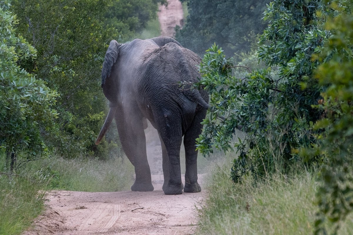Elephant faced us sideways, chewing thoughtfully.