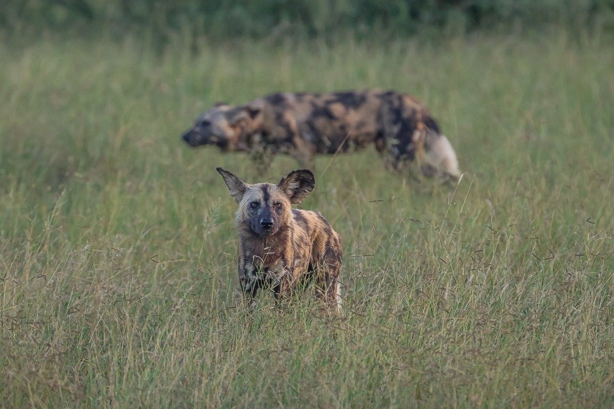 Sabi Sabi Ruan Mey Wild Dogs Hunting As A Team