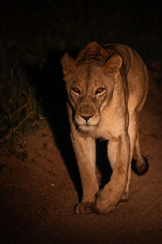 Sabi Sabi Ruan Mey Lion And Lioness Night Movement