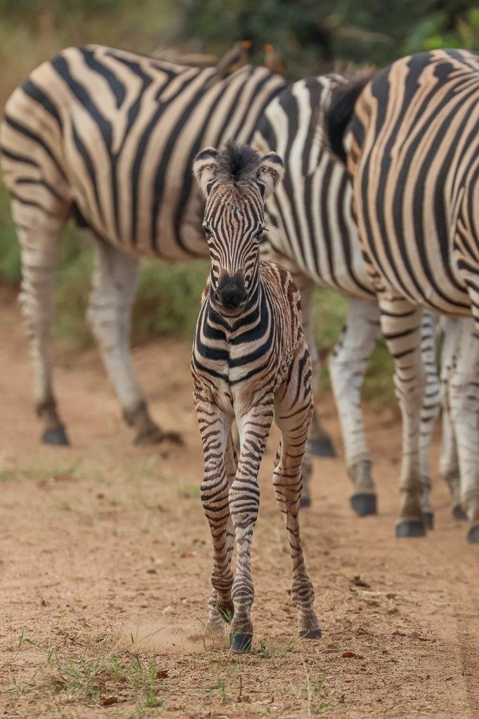 Sabi Sabi Ruan Mey Zebra Foal Learning To Walk