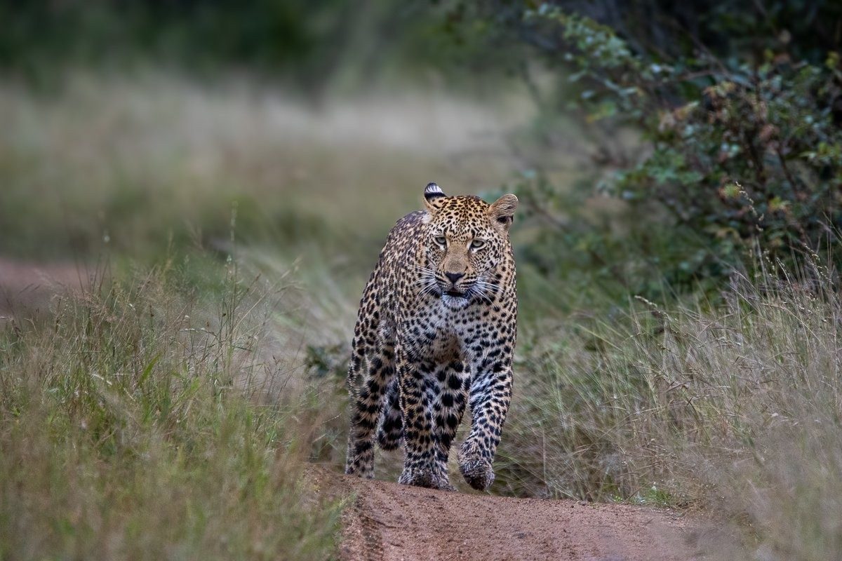 Female leopard following scent trail through bushveld.