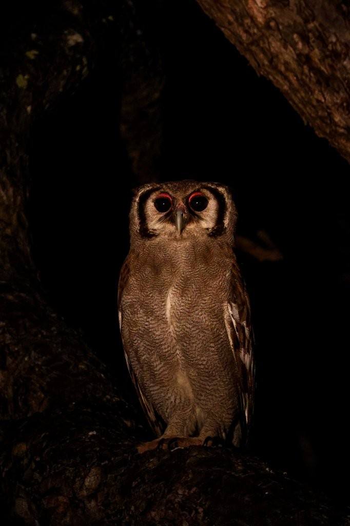 Verreaux’s Eagle-Owl perched in a Marula tree during early evening in the bushveld