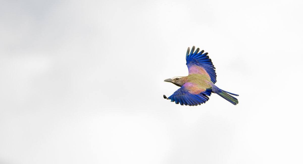 Close-up portrait of a Purple Roller showcasing its vivid violet and turquoise colours