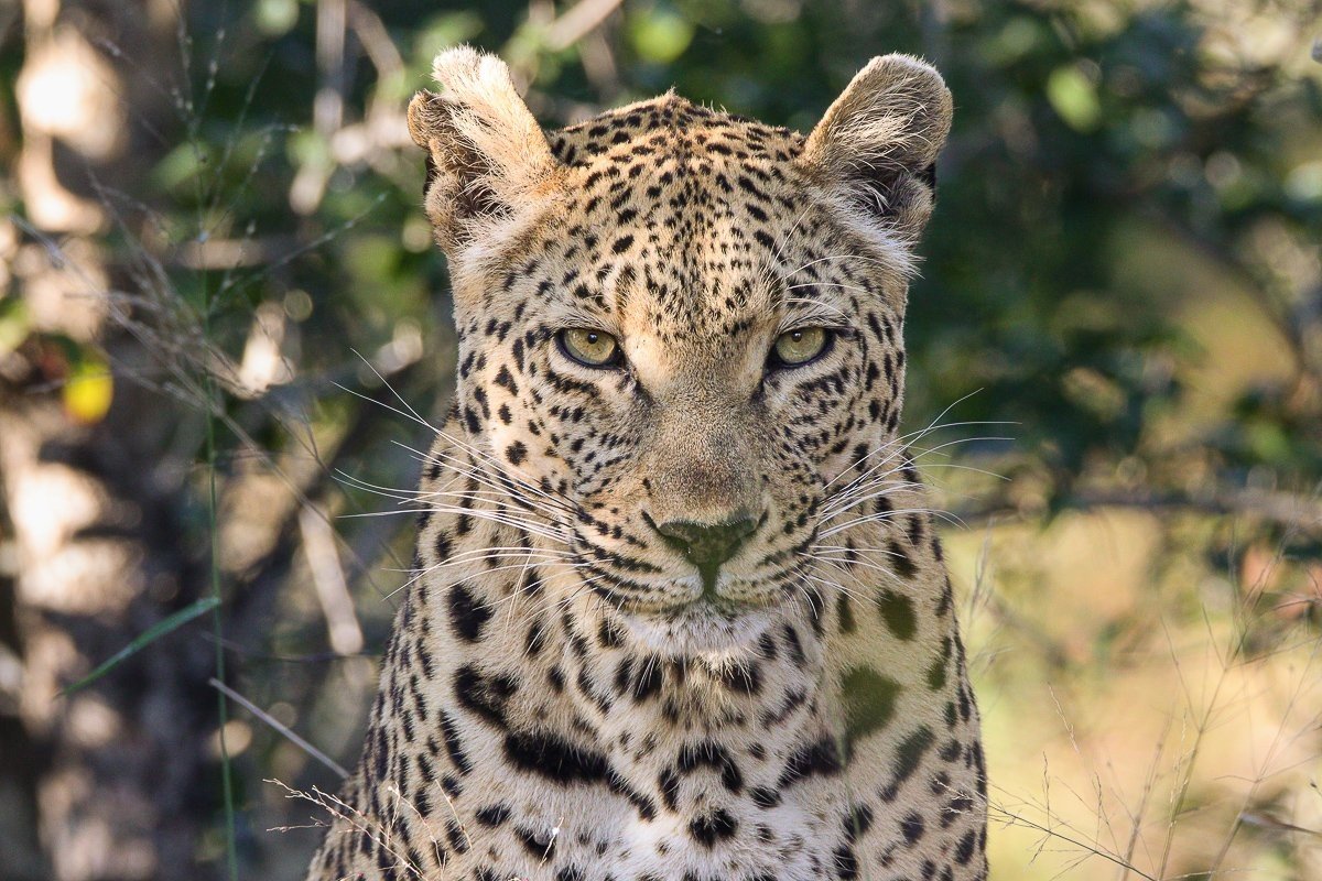 Ntsumi female leopard moving silently through the bush while hunting impala.