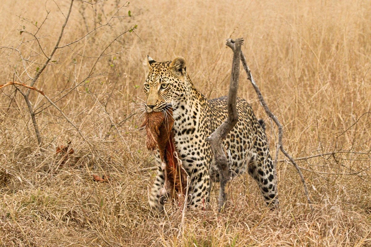 Kurhula female leopard standing alert after recovering what remained of her impala kill.
