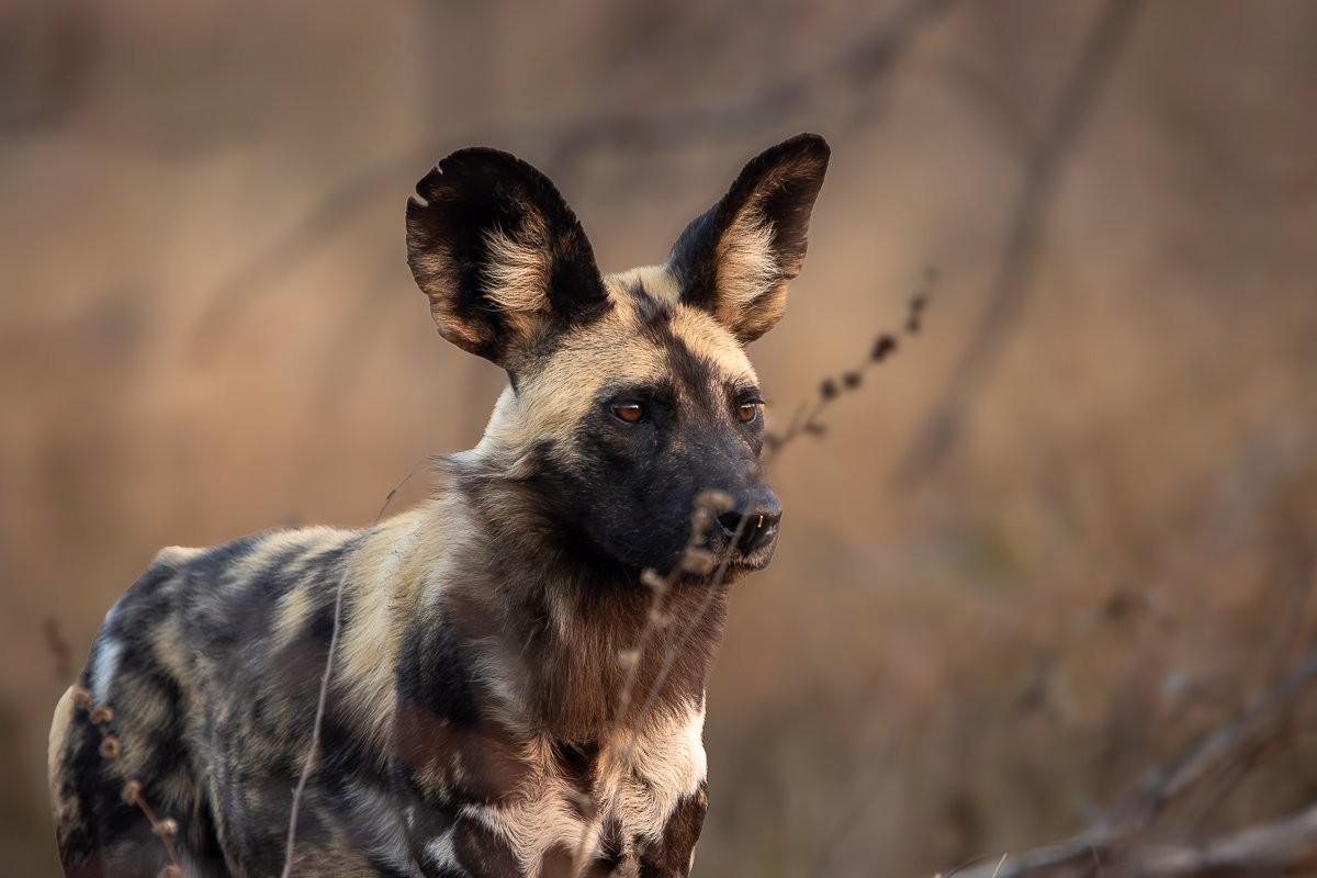 Sabi Sabi Ronald Mutero Wild Dogs After Successful Impala Hunt