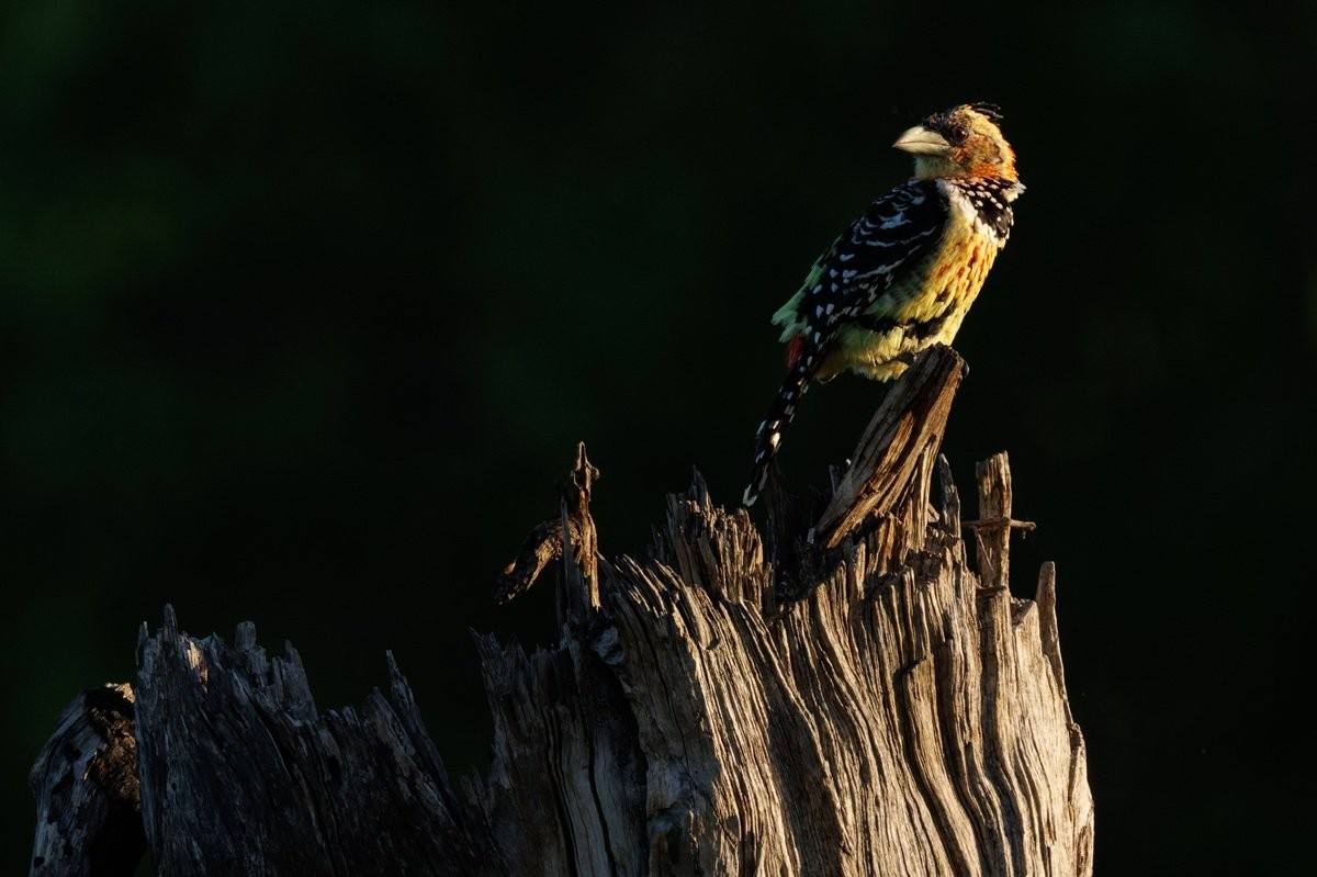 Sabi Sabi Benjamin Loon Crested Barbet Perched In Golden Afternoon Light