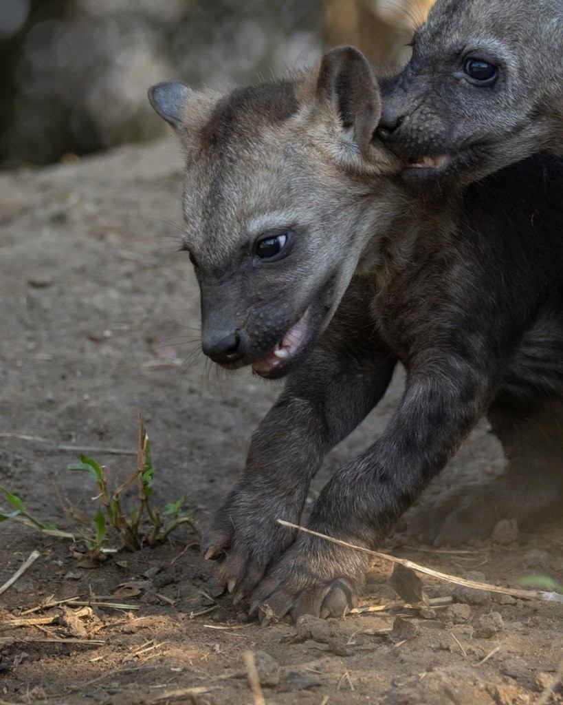 Sabi Sabi Benjamin Loon Spotted Hyena Cubs Wrestling And Playing Sabi Sabi