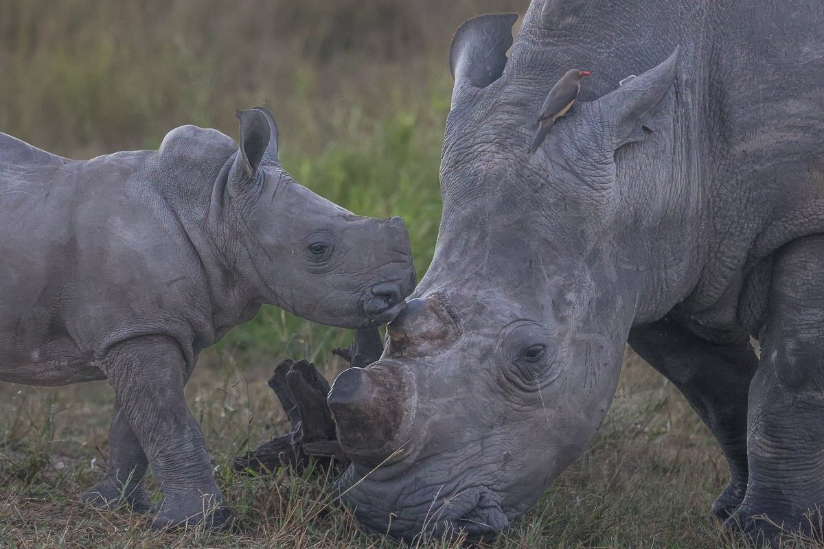 An affectionate interaction between a young calf and White rhinoceros cow. 