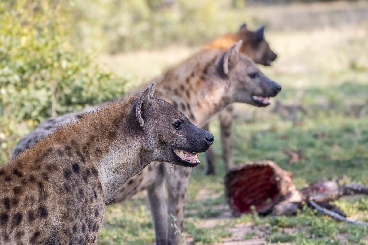 A spotted hyena clan ranking in favour of a buffalo carcass