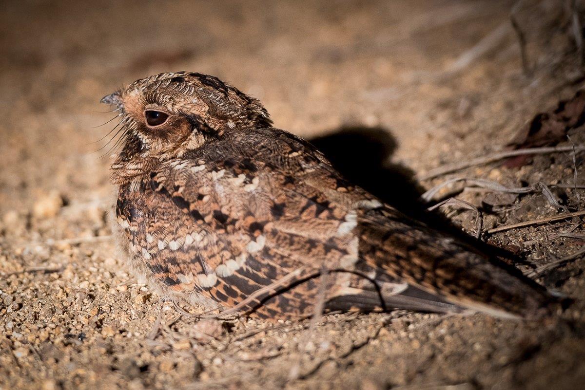 B02Sabi Sabi Fiery Nightjar B02Sabi Sabi Fiery Nightjar