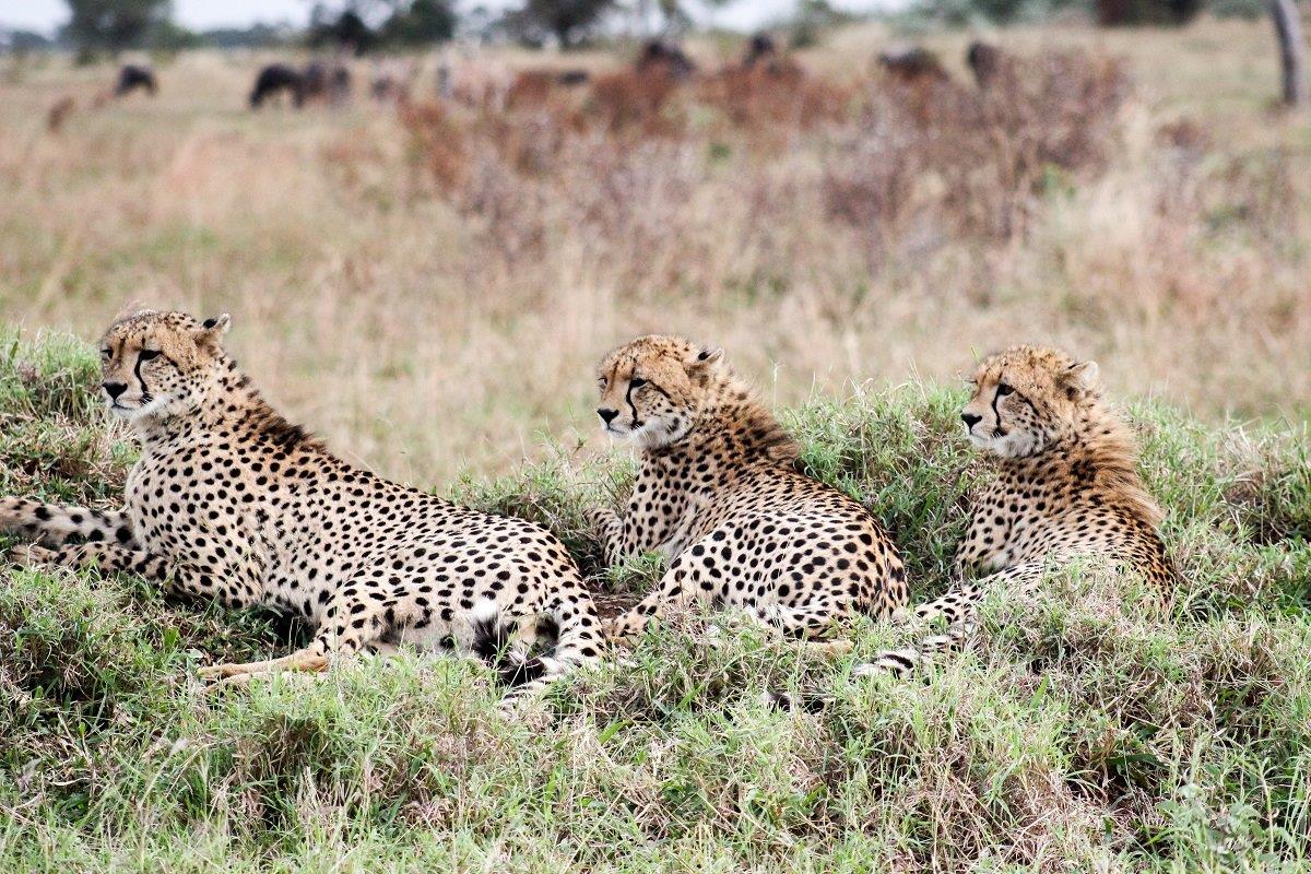 A44Ruan Mey Cheetahs 220523 1