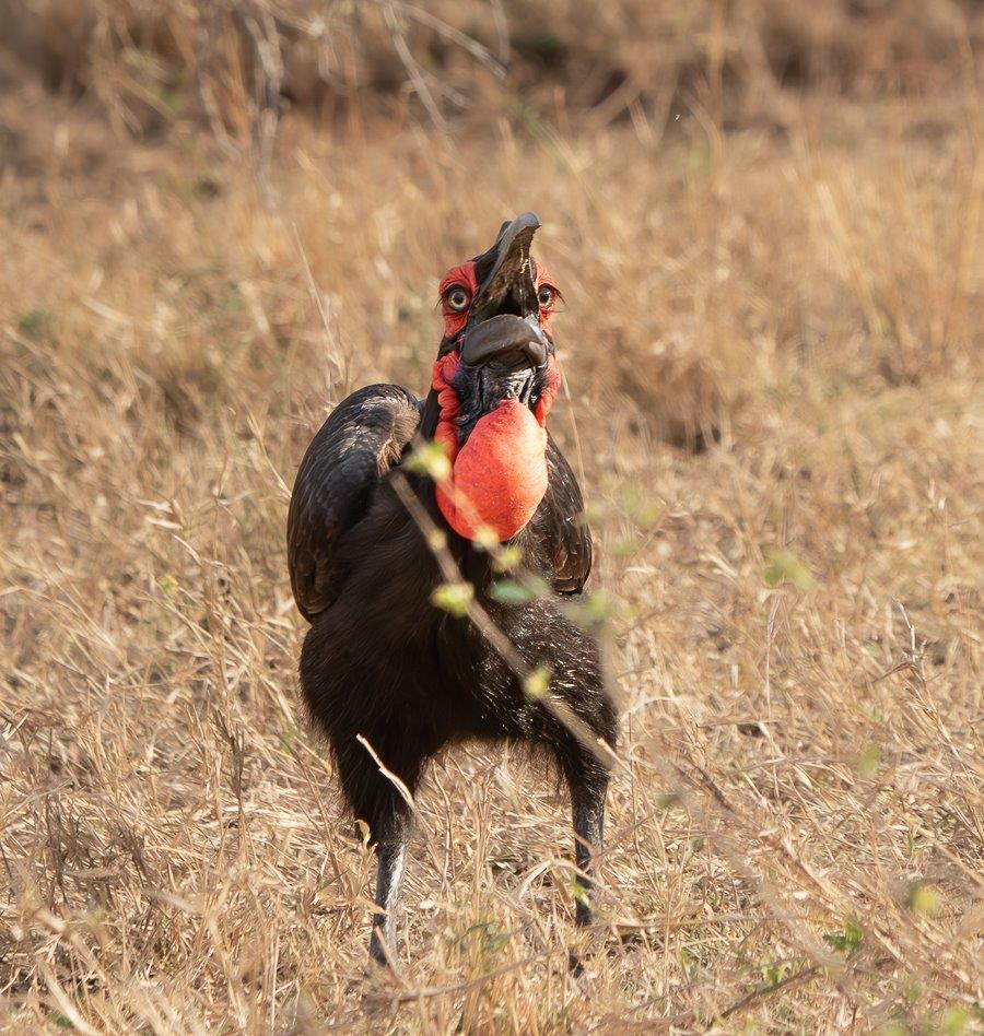 The endangered Southern Ground Hornbill was found waddling through open grassland in search of food. The endangered Southern Ground Hornbill was found waddling through open grassland in search of food.