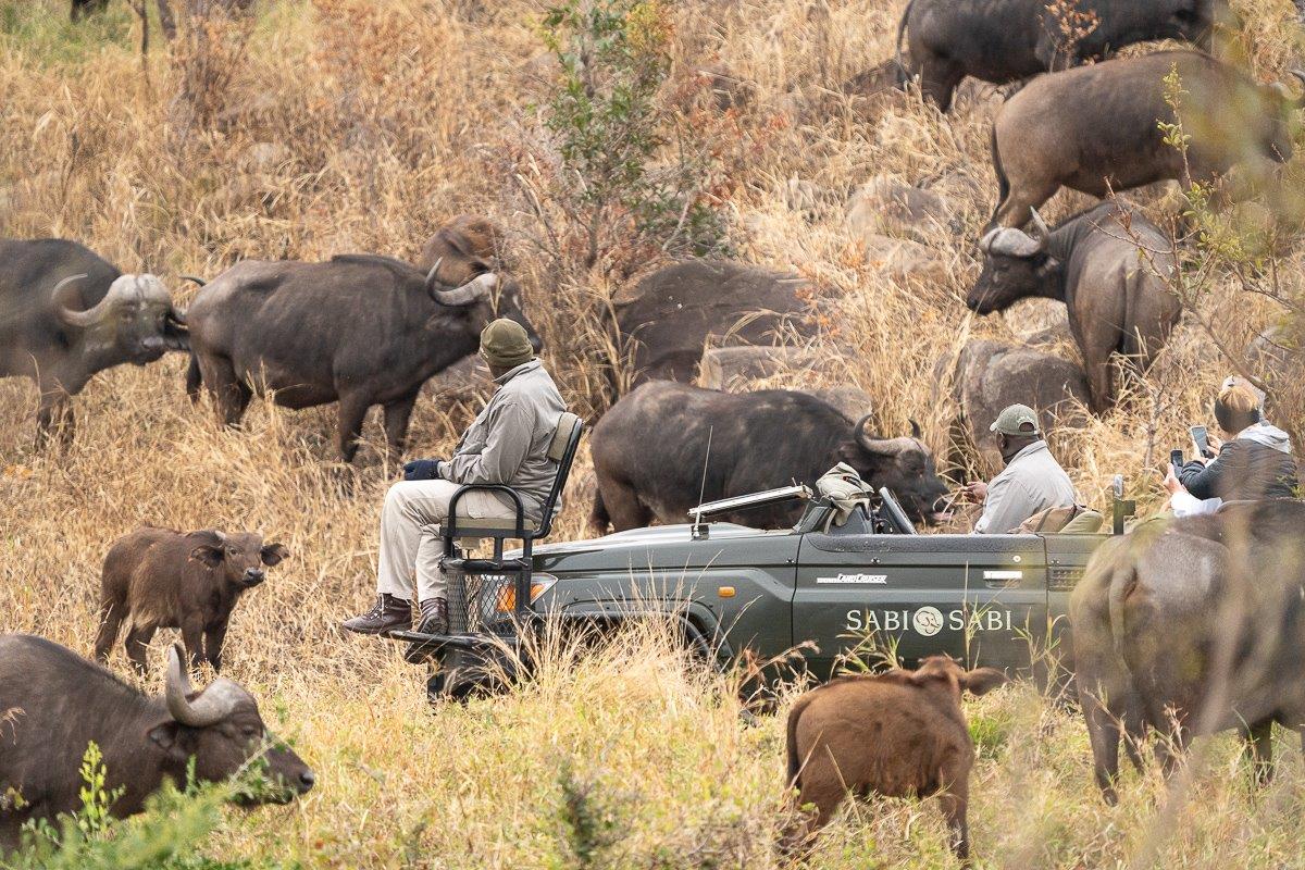Here at Sabi Sabi, we have a seasonal abundance of resources which attracts enormous herds of buffalo.