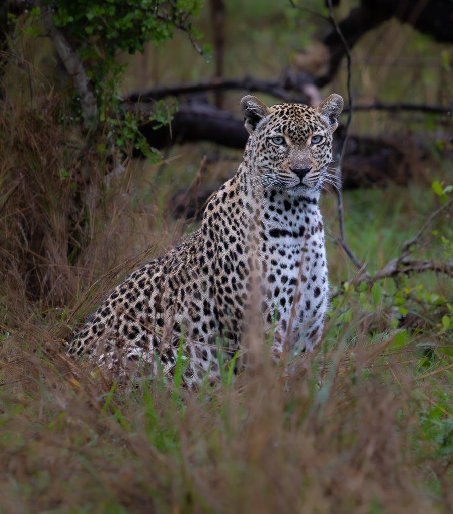 We found an impala carcass stashed high in the branches of a Jackalberry tree by the Tengile female leopard.
