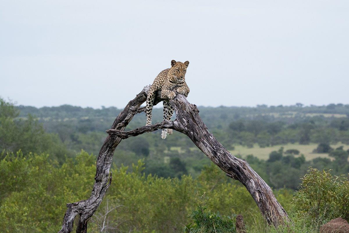 Golonyi perches in a dead tree at Sabi Sabi. Golonyi perches in a dead tree at Sabi Sabi.