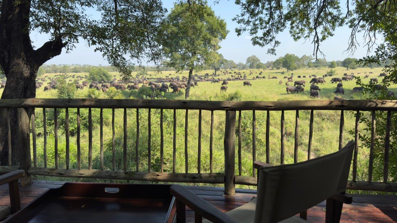 A huge herd of buffalo in front of Selati Camp A huge herd of buffalo in front of Selati Camp