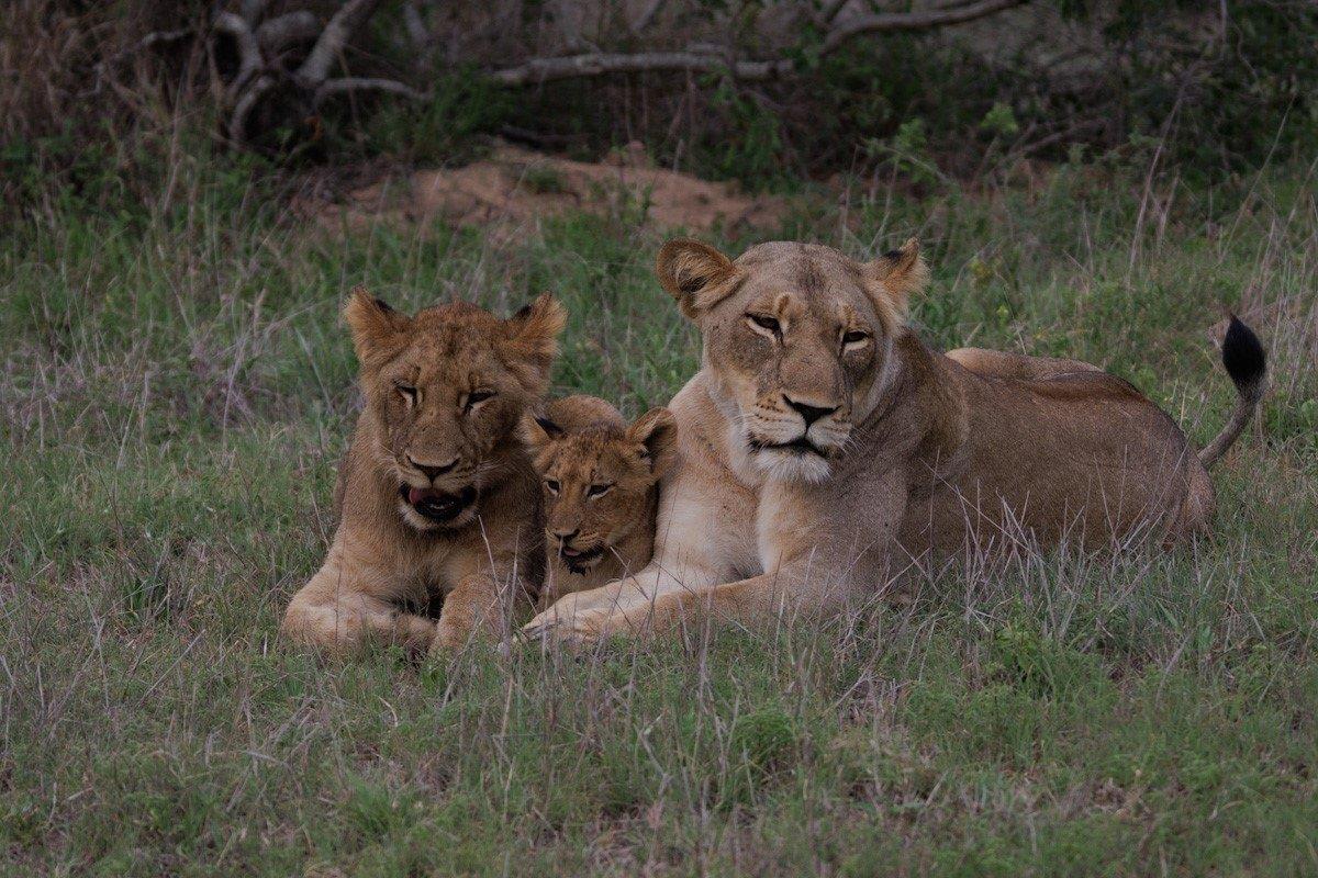 Two lions and a cub rest together as the sun sets. Two lions and a cub rest together as the sun sets.