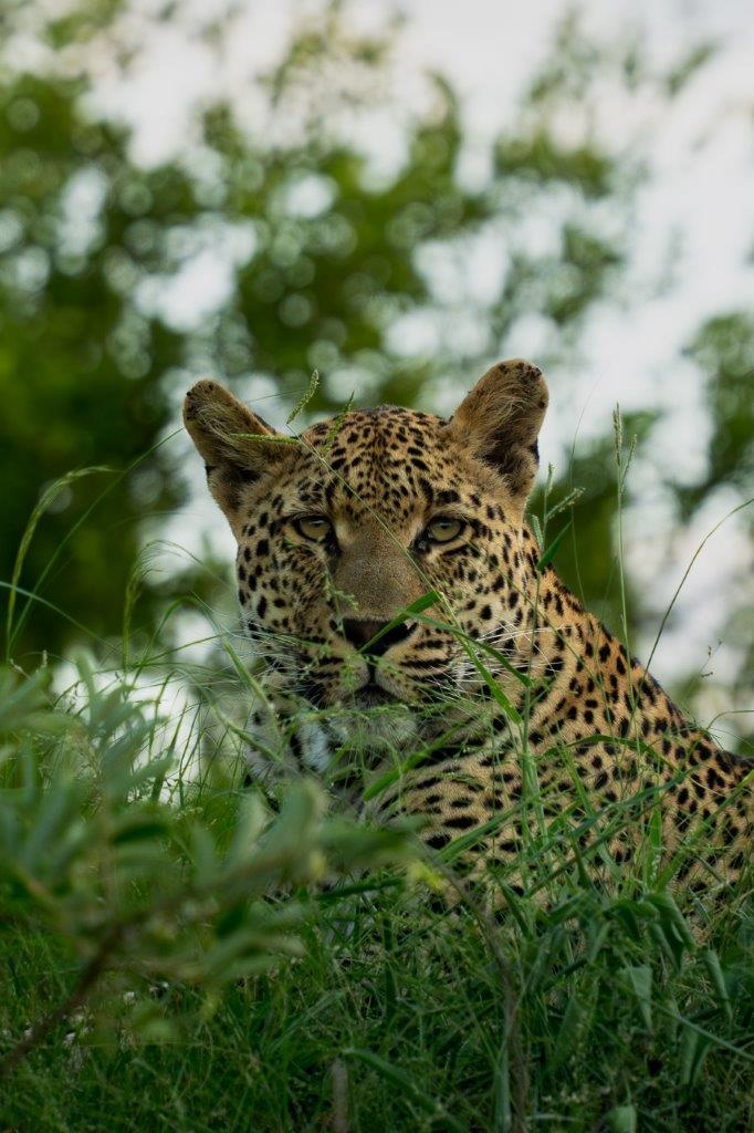 Sabi Sabi Franco Hay Nottens Male Sabi Sabi Franco Hay Nottens Male