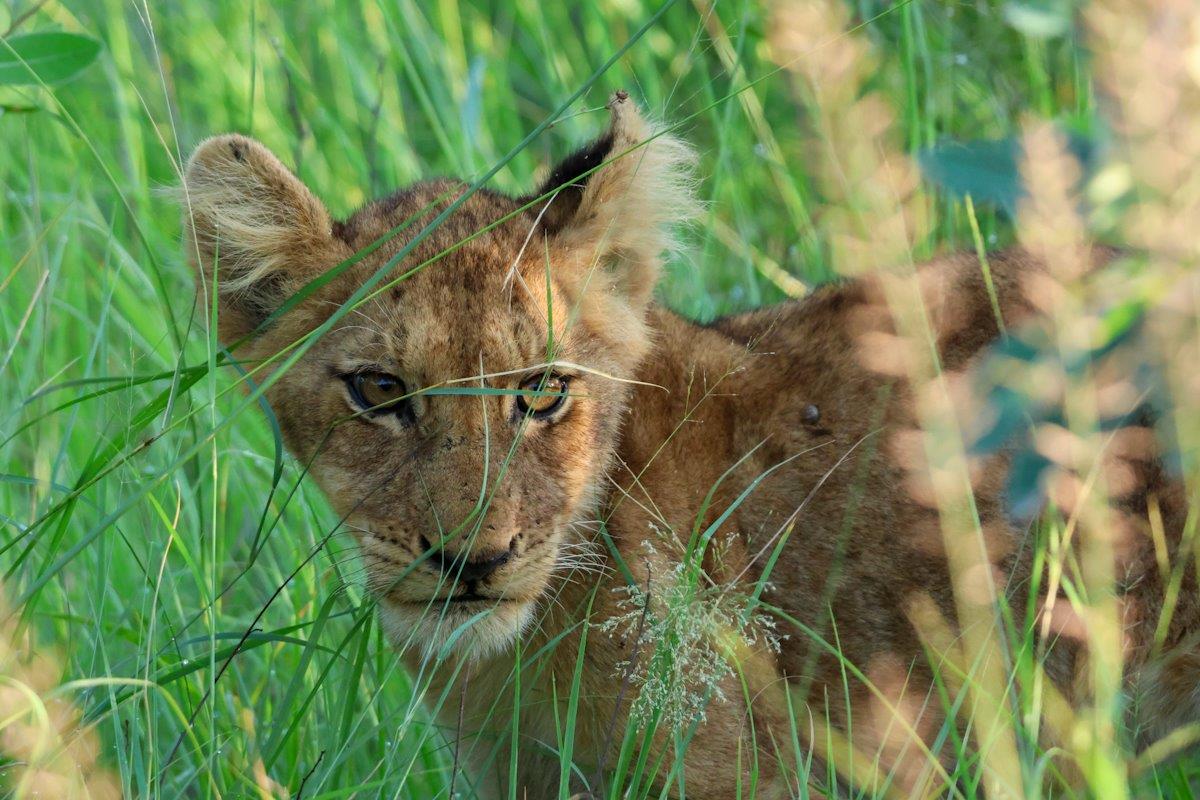 Sabi Sabi Jan Nel Msuthlu Cub