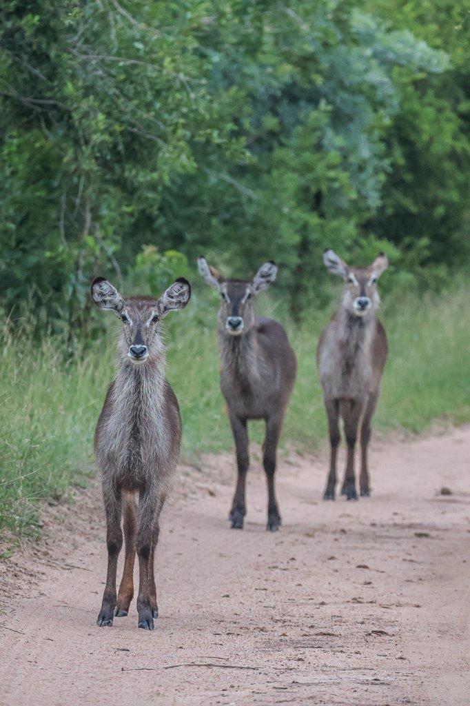 Sabi Sabi Ruan Mey Waterbuck