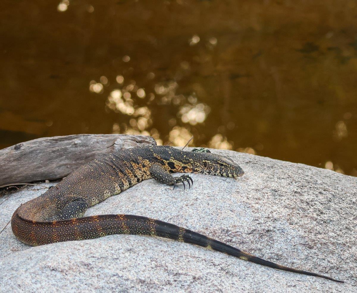 Sabi Sabi Jan Nel Monitor Lizard