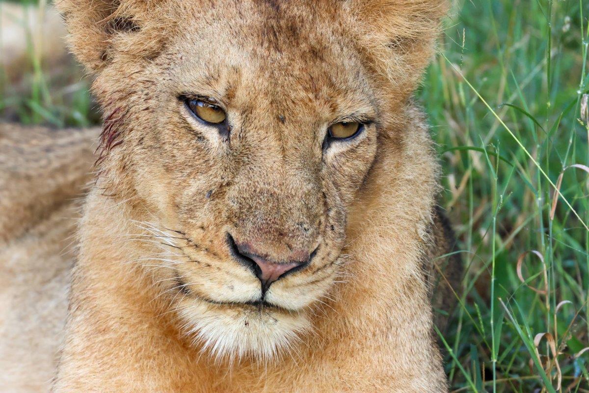 A close-up of a member of the Kambula pride. A close-up of a member of the Kambula pride.