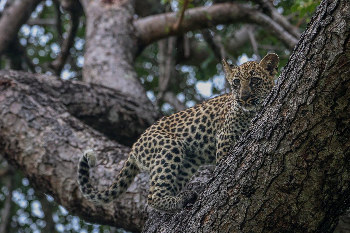 Golonyi's cub climbs a tree. Golonyi's cub climbs a tree.