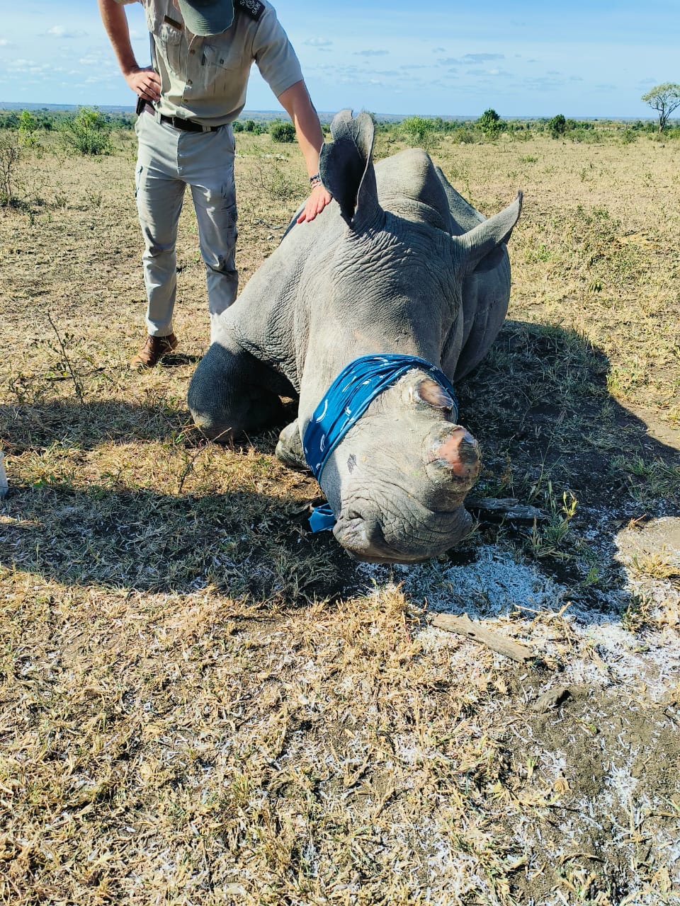 Sabi Sabi May Newsletter Rhino