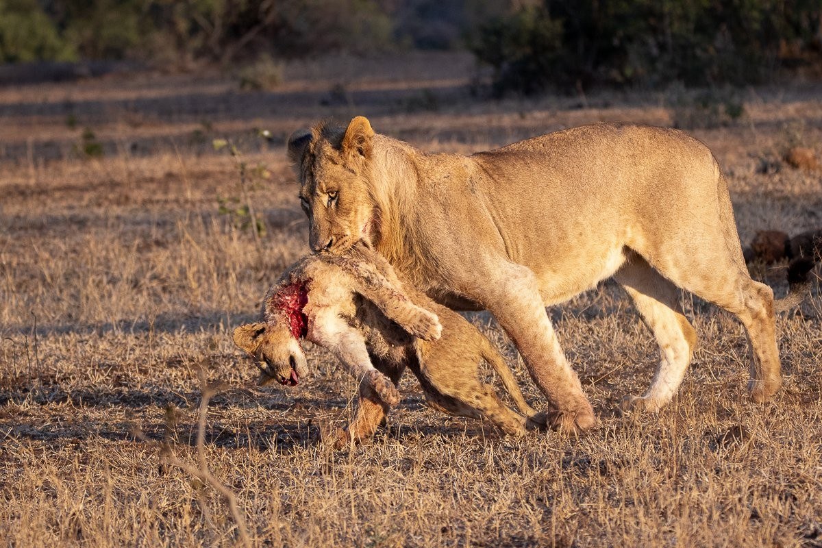 The Msuthlu lioness carries her fallen cub. The Msuthlu lioness carries her fallen cub.