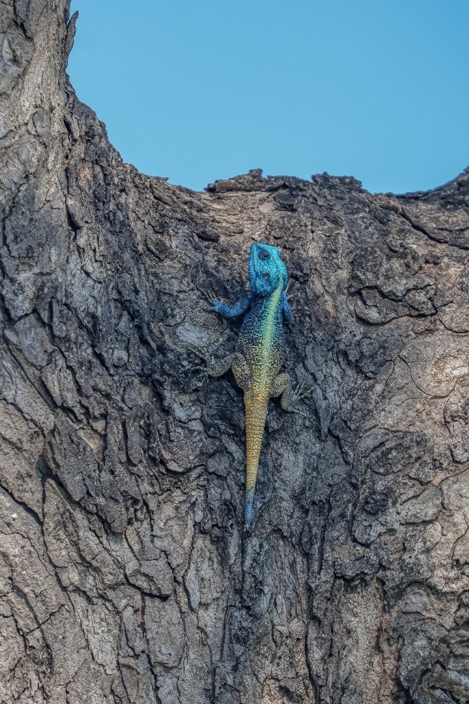 Sabi Sabi Ruan Mey Tree Agama