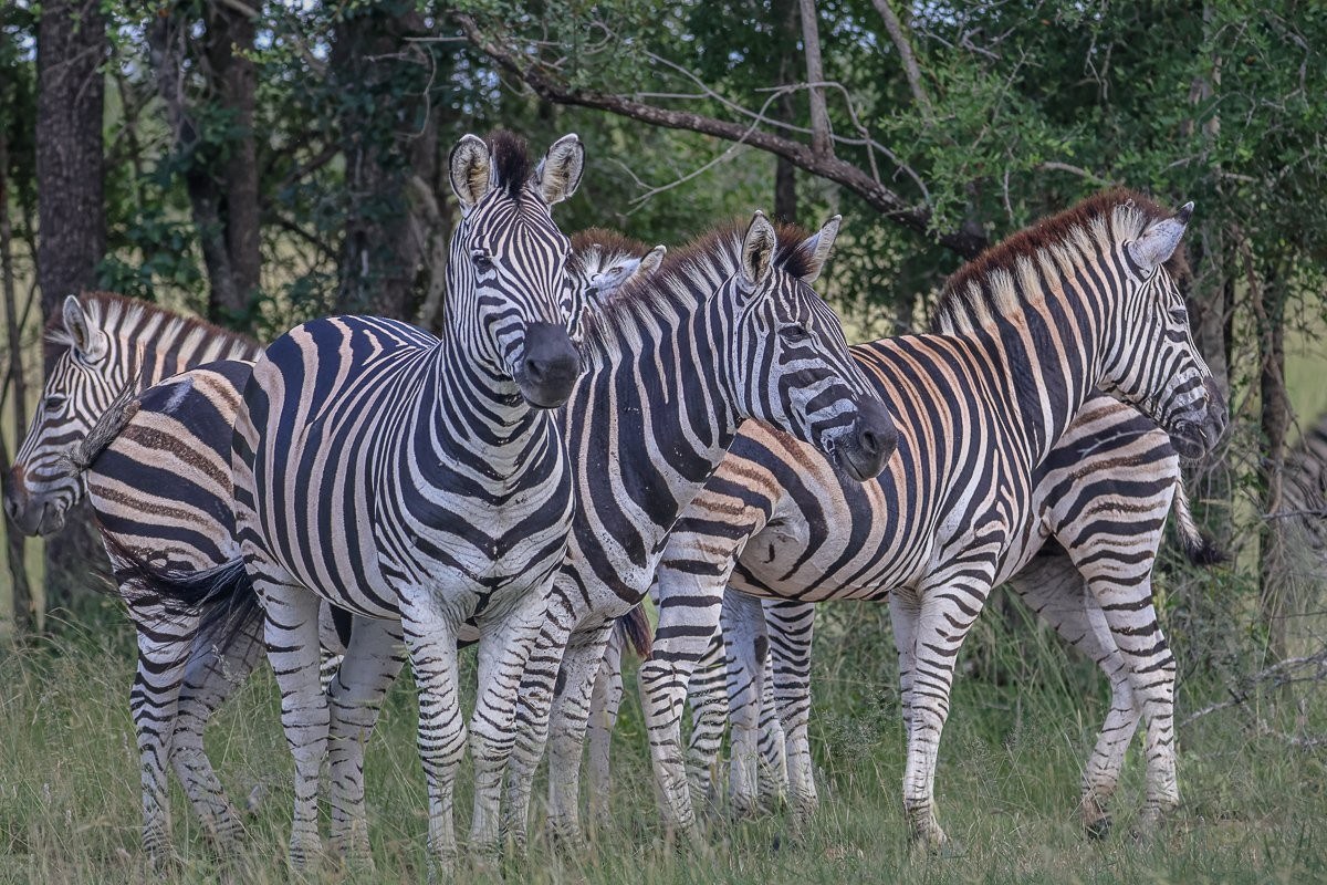 A dazzle of zebra resting in the shade of a Tamboti thicket