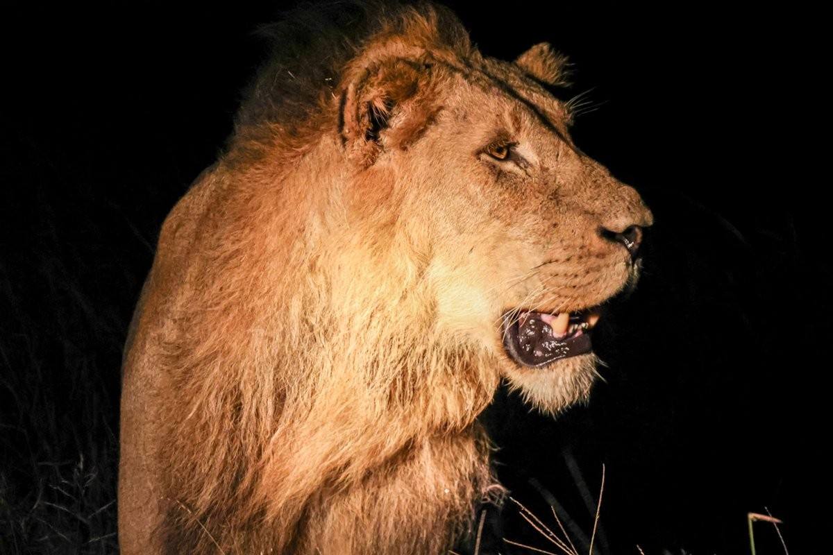 Male lion from the N’waswishaka coalition resting in the grass
