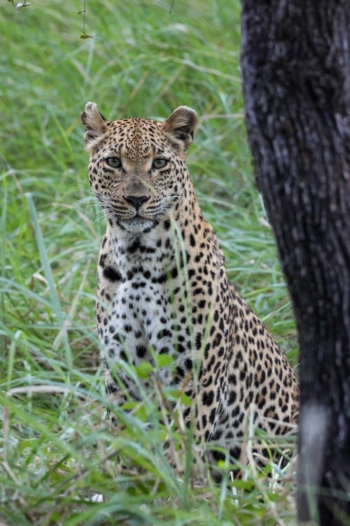 Ntsumi female leopard during mating interaction.