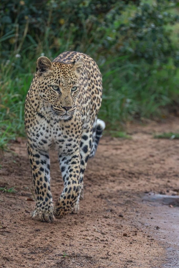 Female leopard moving through bushveld while calling for a mate.