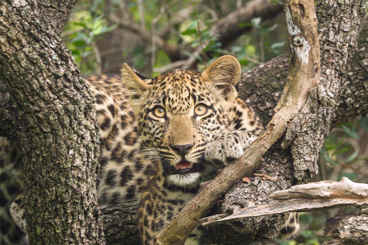 Sabi Sabi Jana Du Plessis Tengile Leopard Cub Tree Branch
