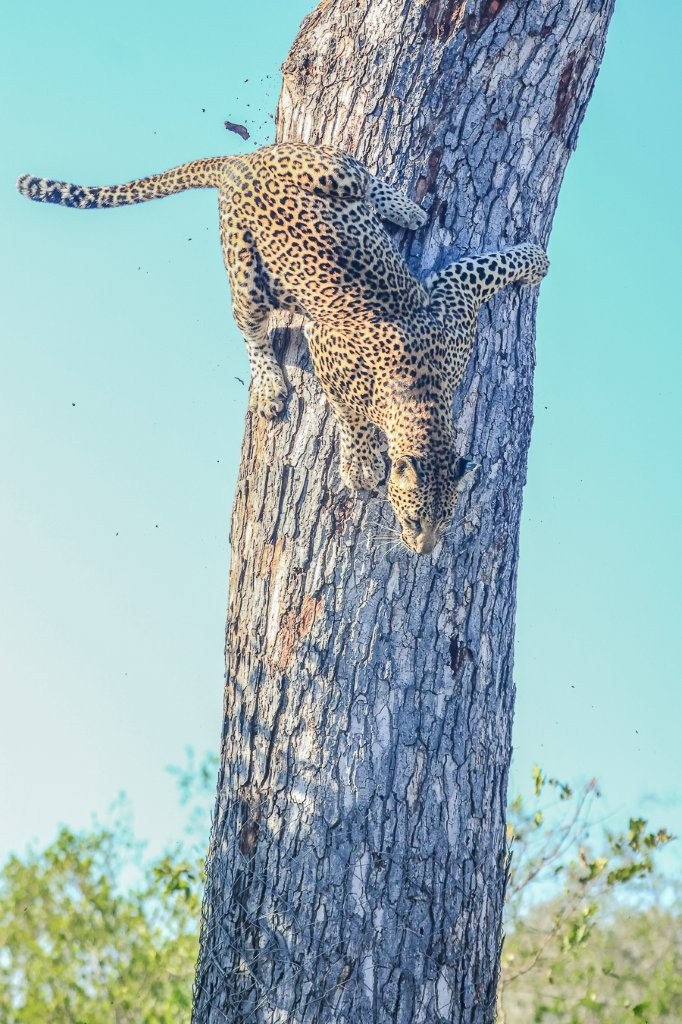 Golonyi leaves her tree-stashed kill and heads back towards her waiting cubs.