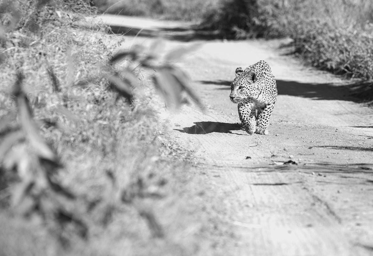 Ntsumi female leopard scent-marking her territory.