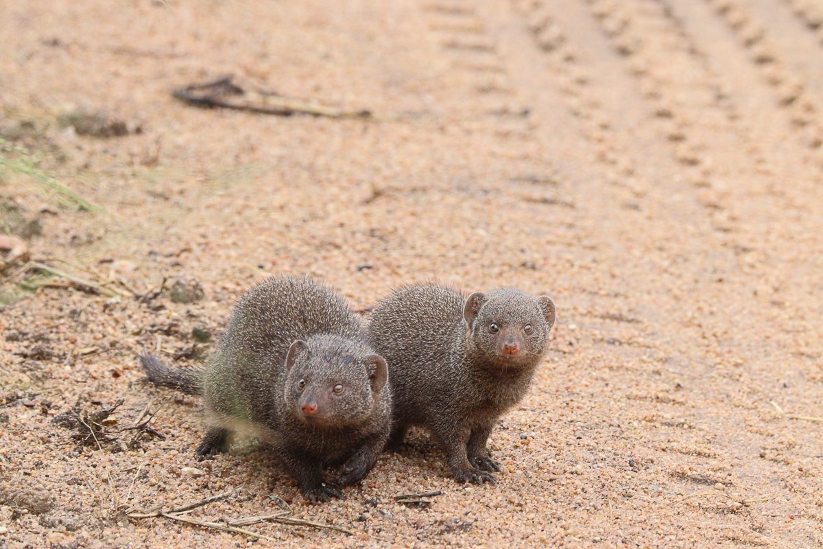 Dwarf mongooses moving carefully along a safari road while remaining alert for danger.
