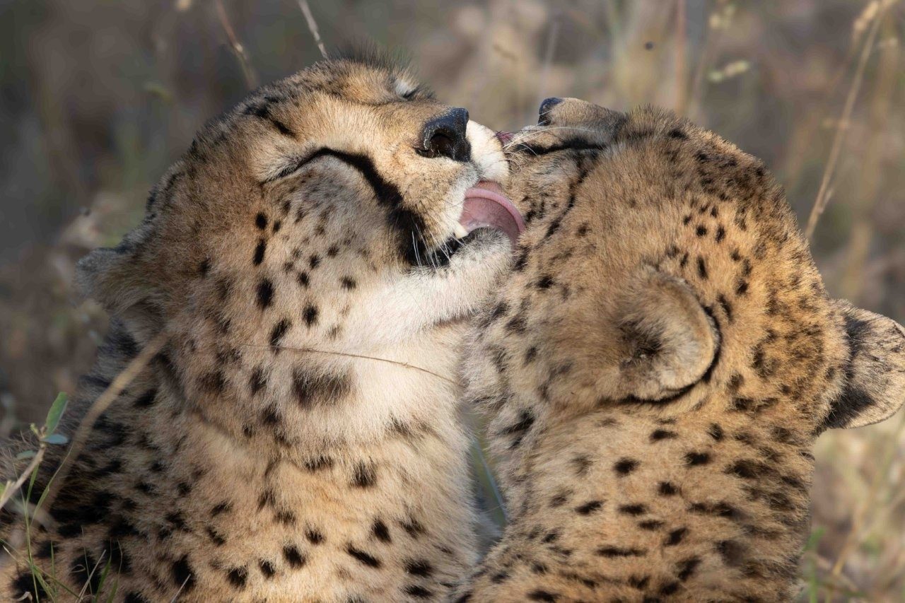 Three young cheetahs together as they approach independence