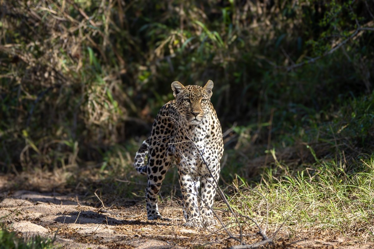 Tengile leopardess carefully moving through the bush while hunting at Sabi Sabi Game Reserve.