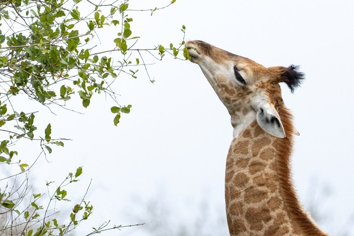 Newborn giraffe calf attempting to browse leaves beside its mother.