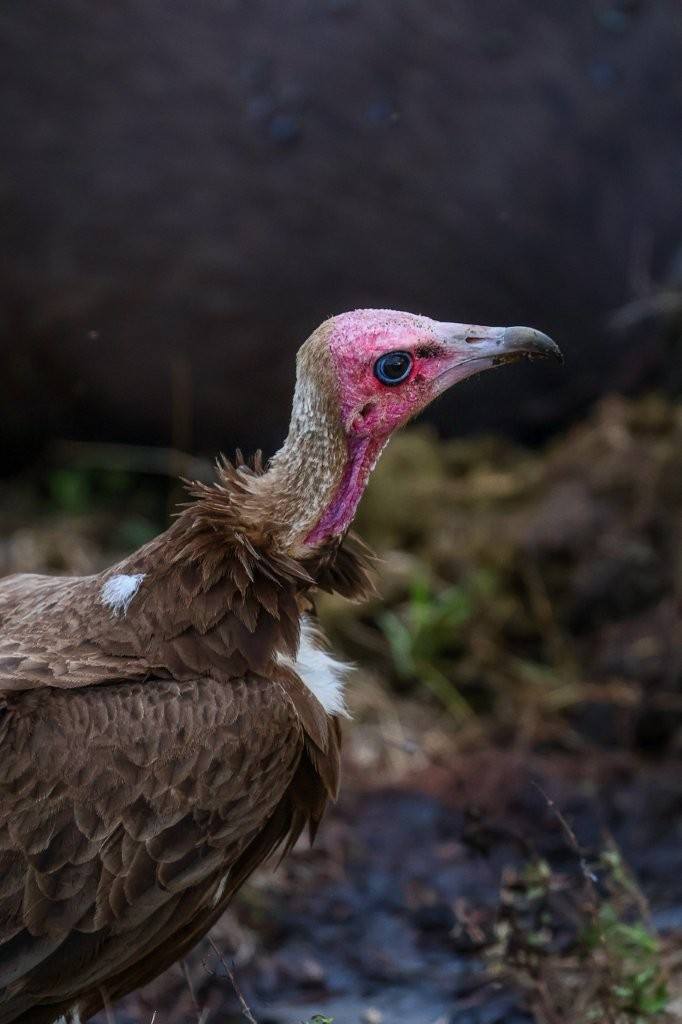 Vulture gathering near buffalo carcasses after Nkuhuma and Talamati lions moved away.