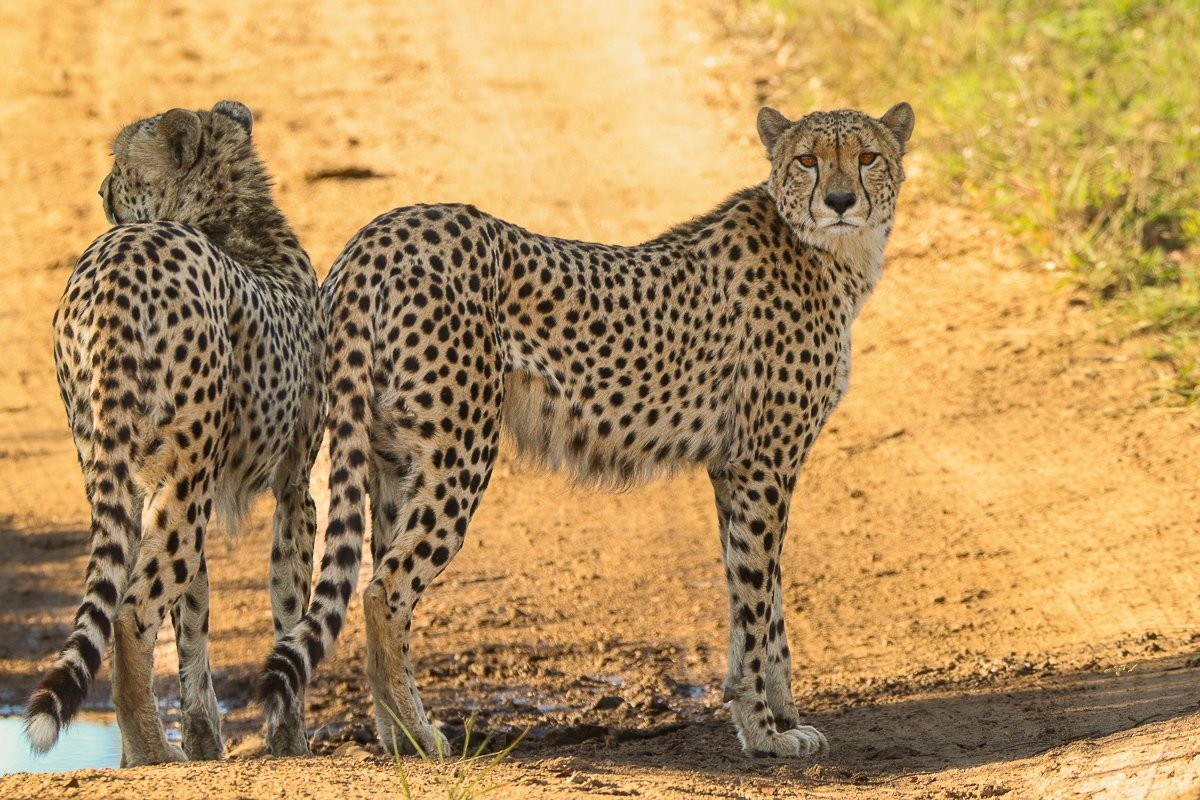 Male cheetah coalition moving together through the bushveld 