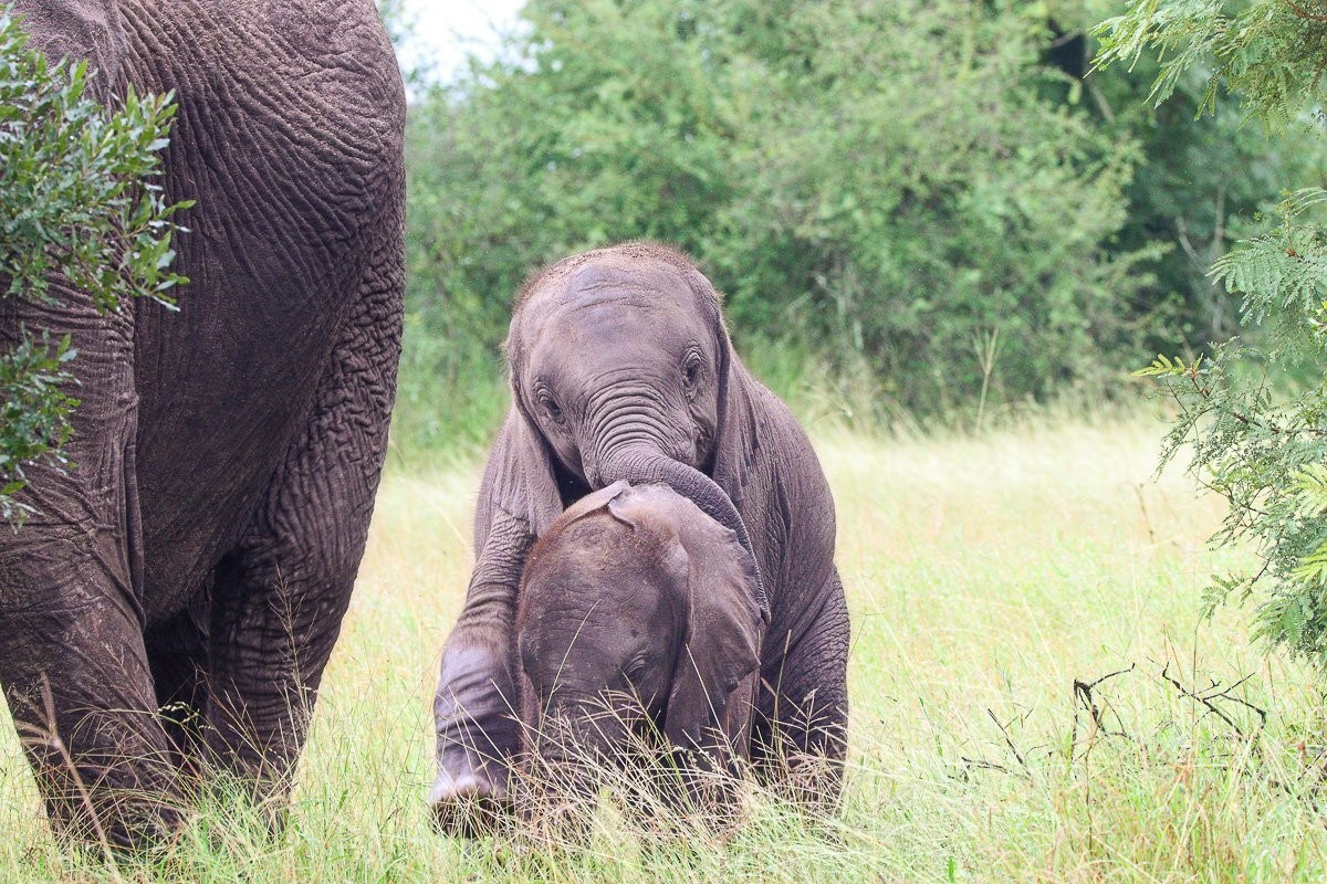 Young elephant calves playing and climbing over one another