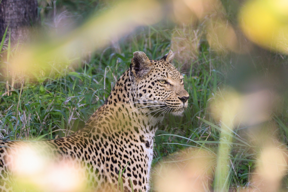 A Ntsumi leopard within long grass