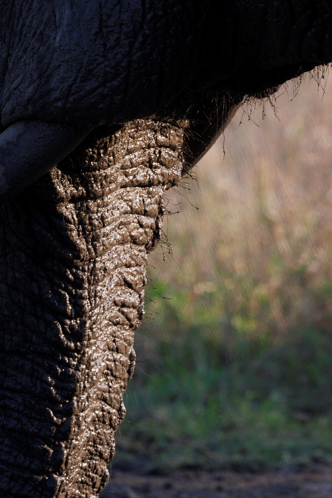 An elephant's mud-caked trunk and textured skin